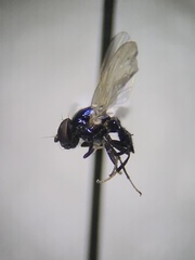 Lonchaeinae