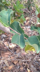 Erythroxylum suberosum