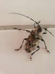 Dryoctenes scrupulosus