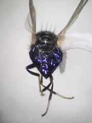Lonchaeinae