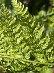 Dryopteris expansa