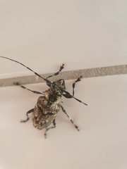 Dryoctenes scrupulosus