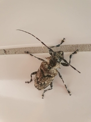 Dryoctenes scrupulosus