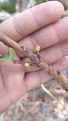 Erythroxylum suberosum