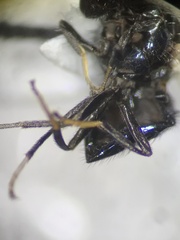 Lonchaeinae