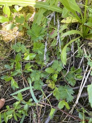 Potentilla crantzii