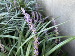 Liriope
