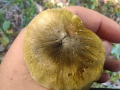 Tricholoma subsejunctum