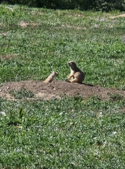 Cynomys ludovicianus