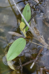 Potamogetonaceae