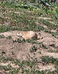 Cynomys ludovicianus