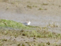 Charadrius semipalmatus
