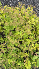 Spiraea japonica