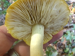 Tricholoma subsejunctum