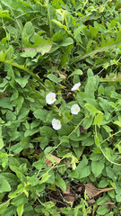 Convolvulus arvensis