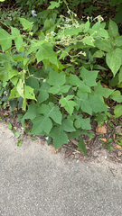 Polymnia canadensis