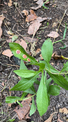 Asteromyia carbonifera