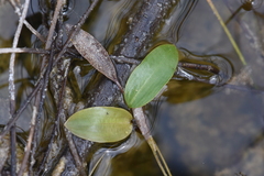 Potamogetonaceae