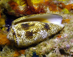 Conus stercusmuscarum