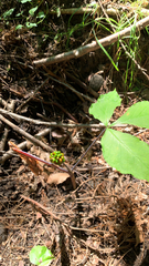 Arisaema triphyllum