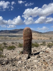 Ferocactus cylindraceus
