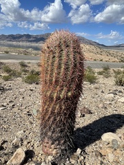 Ferocactus cylindraceus