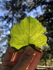 Phyllocnistis vitegenella