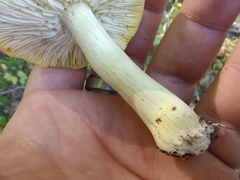Tricholoma subsejunctum
