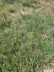 Bouteloua gracilis