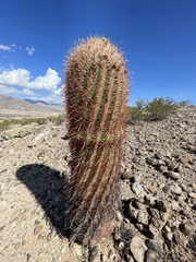 Ferocactus cylindraceus