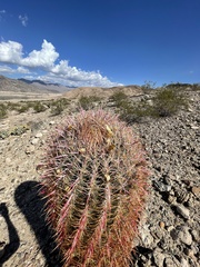 Ferocactus cylindraceus