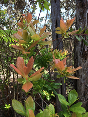 Vaccinium calycinum