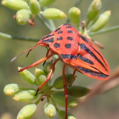 Graphosoma semipunctatum