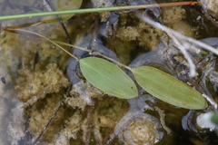 Potamogetonaceae