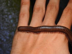Orthoporus