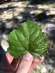 Phyllocnistis vitegenella