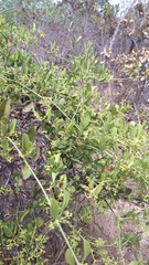 Struthanthus flexicaulis