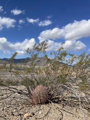 Ferocactus cylindraceus