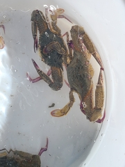 Achelous xantusii