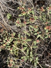Euphorbia ocellata ocellata