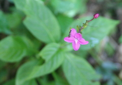 Pseuderanthemum cuspidatum