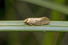 Scoliocheta ergatis