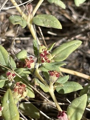 Euphorbia ocellata ocellata