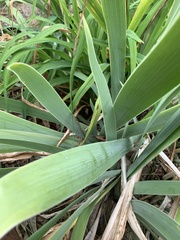 Asparagales