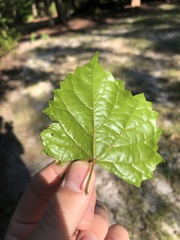 Phyllocnistis vitegenella