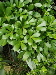 Pseudopanax lessonii