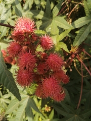 Ricinus communis
