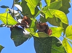 Ptelea trifoliata