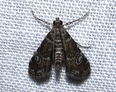 Elophila obliteralis