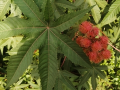 Ricinus communis